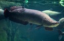 Lời kể hãi hùng về loài cá khổng lồ Arapaima