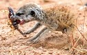 Kinh hoàng vẻ mặt khát máu của cầy meerkat sơ sinh