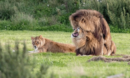 Sư tử đồng tính mặn nồng khiến sư tử cái phát "hờn"