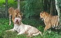 Hổ trắng cực hiếm bị hổ vằn Bengal "đánh hội đồng" đến chết 