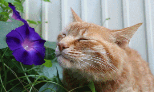 "Yêu mê mệt" ảnh cực thốn của mèo vàng thích tạo dáng bên hoa 