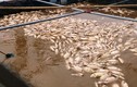 Khóc ngất khi 80 tấn cá chết trắng sông vì lũ về