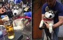 Chó cưng uống trộm bia của chủ và kết siêu hài hước