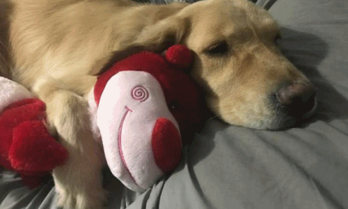 Chú chó luôn ôm gấu bông ngủ đến khi con vật này xuất hiện 