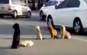 Bốn chó hoang đứng canh xác đồng loại bị xe tông chết giữa đường
