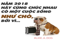 Xuân Mậu Tuất nếu ai chúc bạn sống như… cún, đừng vội nổi giận 