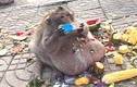 Chú khỉ phải kéo lê bụng dưới đất và nguyên nhân khó tin