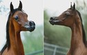 Kỳ lạ chú ngựa có khuôn mặt hệt như ngựa hoạt hình
