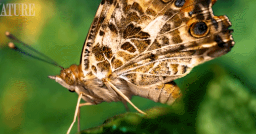 Khoảnh khắc sinh nở của loài bướm cực kỳ đáng xem 