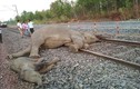 Gia đình voi khổng lồ chết bi thảm khi đụng độ tàu hỏa 