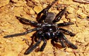 “Lão nhện” cao tuổi kỳ cựu qua đời vì lý do không ngờ