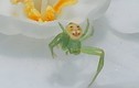 Kỳ lạ con nhện mang “khuôn mặt” ông già vui vẻ