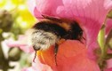 Khoảnh khắc đáng yêu khi ong nghệ “cong mông” hút mật 