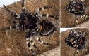 Kinh dị cảnh nhện lông lá khổng lồ rũ bỏ xác khô