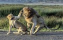 Sư tử cái dùng bạo lực để "trị" chồng đòi "yêu"