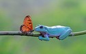 Kỳ thú "tình yêu" vượt qua giống loài của ếch xanh và bướm 