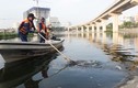 Ảnh: Vớt hàng bao tải cá chết, “sơ tán” cá sống ở hồ Hoàng Cầu