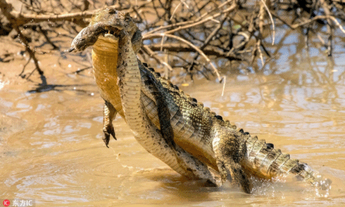 Cá sấu thể hiện bản lĩnh, săn giết rắn hổ bướm kịch độc