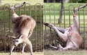 Nhảy qua hàng rào sắt, kangaroo chết thảm 