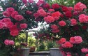 Vườn 250m2 rộn ràng hương sắc hoa hồng của mẹ Việt ở Séc