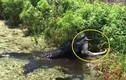 Kinh hoàng cá sấu khổng lồ tìm nơi vắng vẻ giết thịt đồng loại