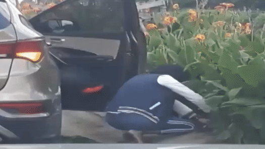 Video: Người phụ nữ đi ôtô nhổ trộm hoa ở ven đường