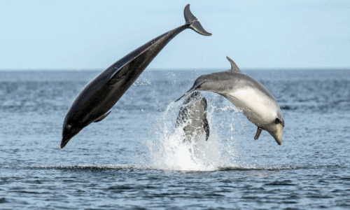 Sinh động cảnh mẹ con cá heo múa ba lê trên biển
