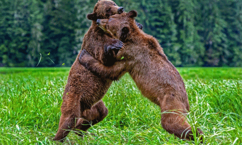 Thú vị cảnh gấu nâu đánh nhau dữ dội, bỗng dừng ôm ấp