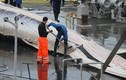 Phẫn nộ cảnh xẻ thịt cá voi công khai trên cảng  