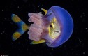 Cá nhỏ xuyên thẳng bụng sứa với “mưu đồ” cực ấn tượng