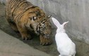 Ném thỏ vào chuồng hổ làm mồi, điều khó tin xuất hiện