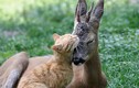 Tình bạn tri kỷ kỳ lạ giữa mèo vàng và nai nhỏ 