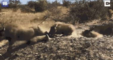 Báo hoa mai phục kích săn giết lợn rừng như phim hành động 