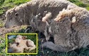 Cứu cừu con khỏi chó dữ, cừu mẹ không tiếc thân mình che chở