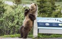 Sự thật thương cảm sau ảnh gấu nâu hoang dã nhảy gợi cảm 