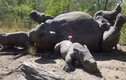 Tê giác khóc nấc bên xác mẹ bị bọn săn trộm giết chết 