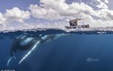 Thuyền nhỏ bé đối đầu cá voi lưng gù như phim kinh dị 