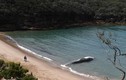 Cá voi khổng lồ chết dạt bờ, ngàn người ùn ùn kéo đến