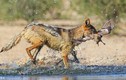 Chó rừng Nam Phi phô diễn màn săn giết chim đỉnh cao