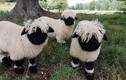 Tin gây sốt về loài cừu đáng yêu nhất TG, được xem "di sản"