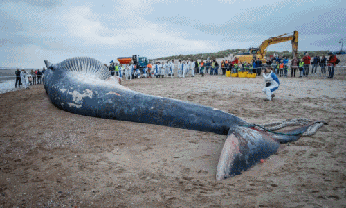 Cảnh mổ phanh xác cá voi khổng lồ trên bãi biển 