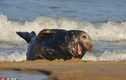 Hải cẩu "cười như được mùa" khi nhiếp ảnh gia chú ý 