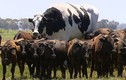 Xem siêu bò sữa khổng lồ như "quái vật" biến đổi gen 