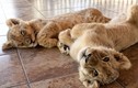 Xem sư tử con sinh ra từ thụ tinh nhân tạo đầu tiên
