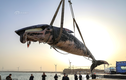 Cá voi khổng lồ trôi nổi, chết bất thường gây hãi hùng