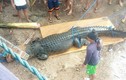 Bắt được cá sấu khổng lồ "thành tinh", có thể ăn thịt người 