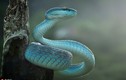 Lạ kỳ loài rắn xanh óng như ngọc quý, mê đắm mọi người