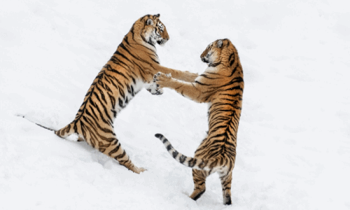 Hổ vằn Siberia kịch chiến trên nền tuyết "đẹp và độc"