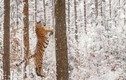 Hổ vằn thích thú, đùa nghịch như đứa trẻ khi thấy tuyết rơi