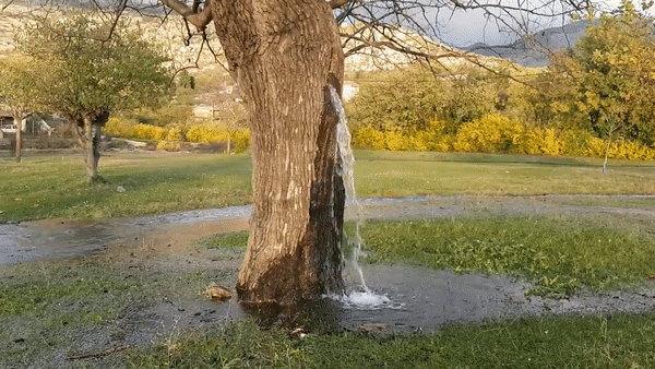 Giải mã cái cây kỳ lạ có khả năng tuôn nước như thác